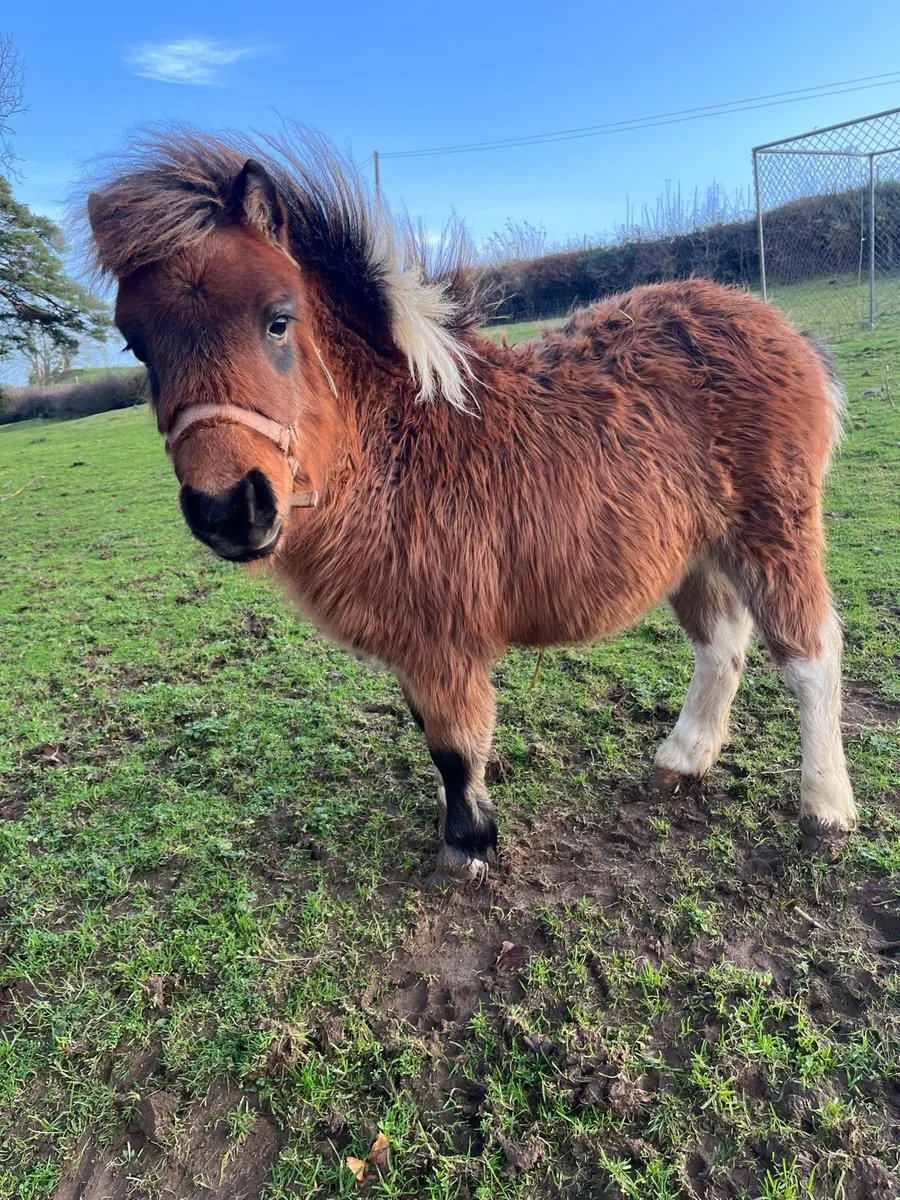 Falabella filly foal - Image 3