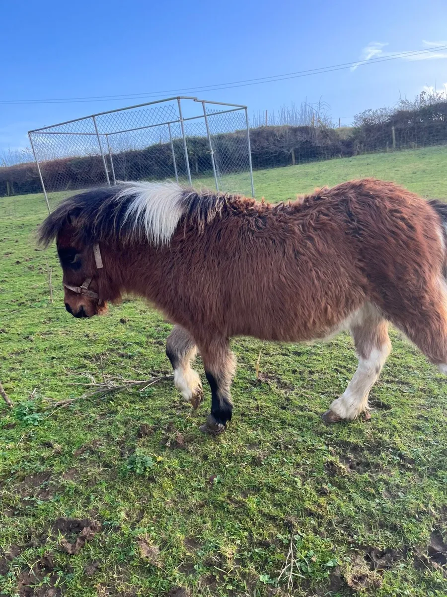 Falabella filly foal - Image 4