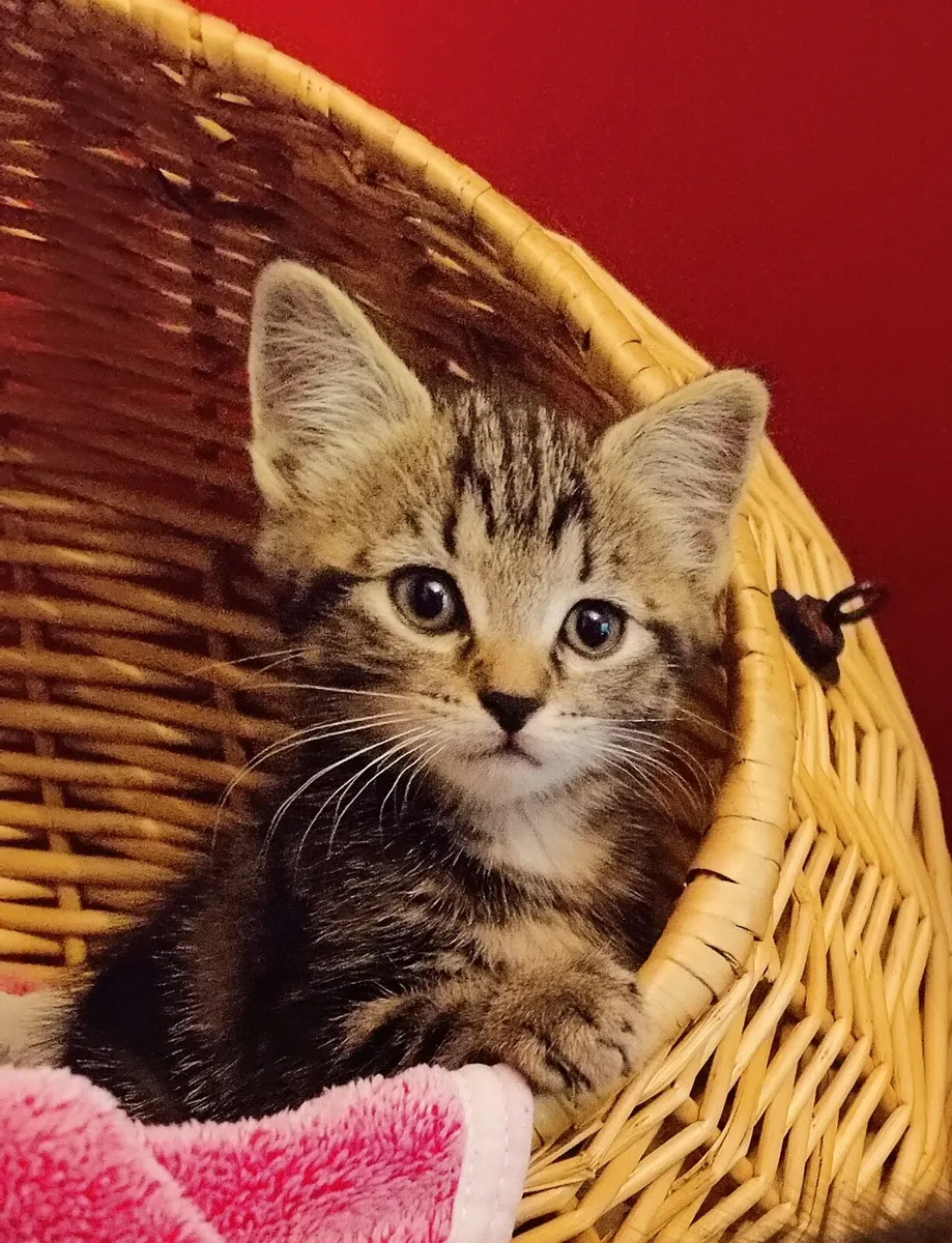 Gorgeous male kitten - Image 1