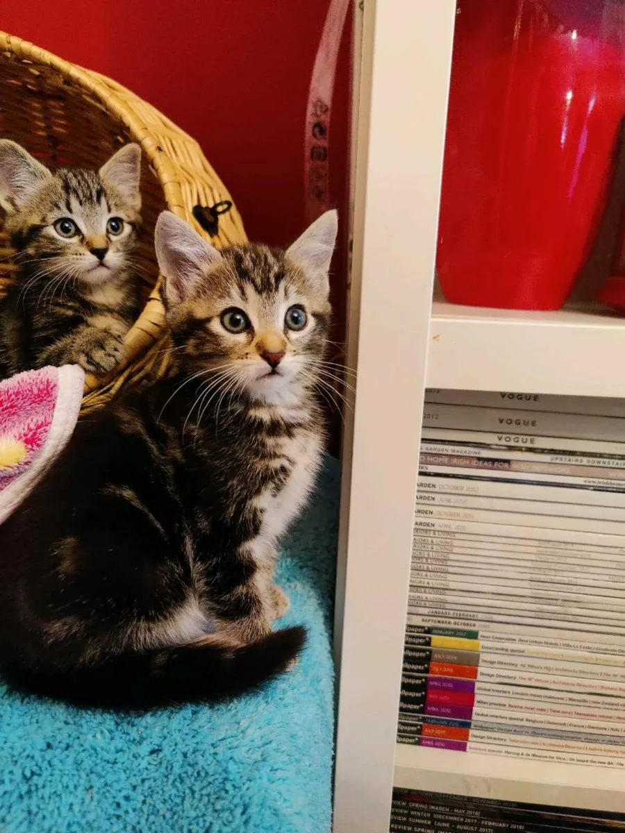 Gorgeous male kitten - Image 2