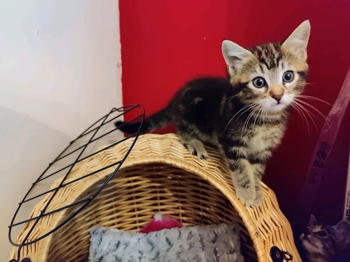 Gorgeous male kitten - Image 3