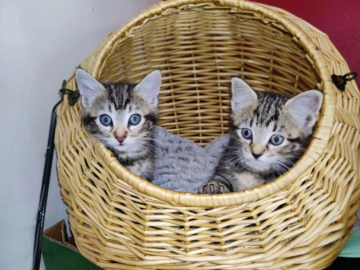 Gorgeous male kitten - Image 4