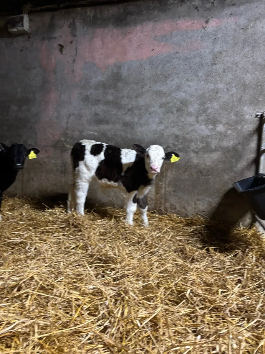 Simmental bull calf and fr bull calf - Image 1