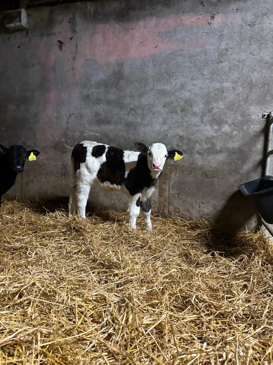 Simmental bull calf and fr bull calf - Image 2