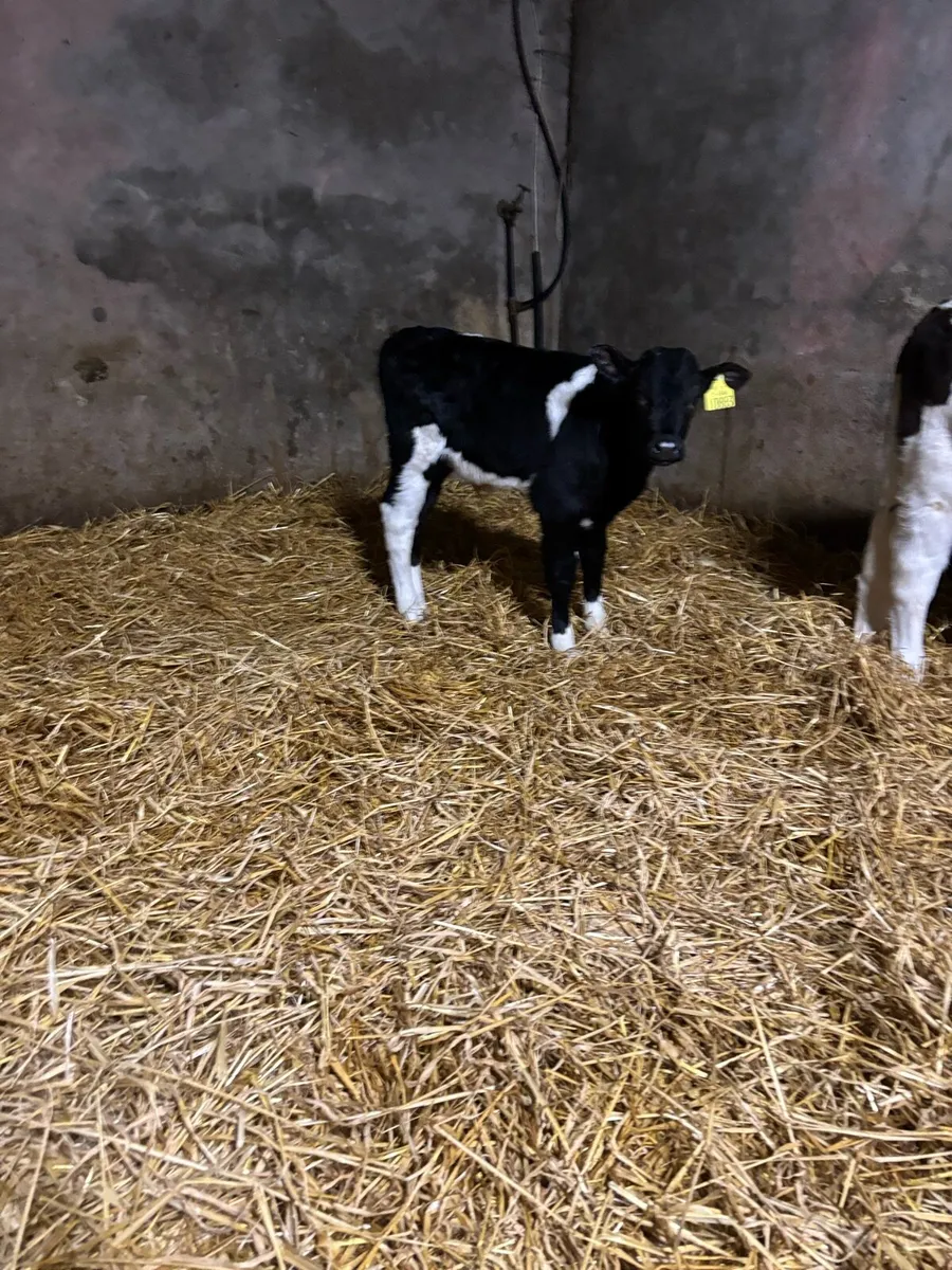 Simmental bull calf and fr bull calf - Image 3