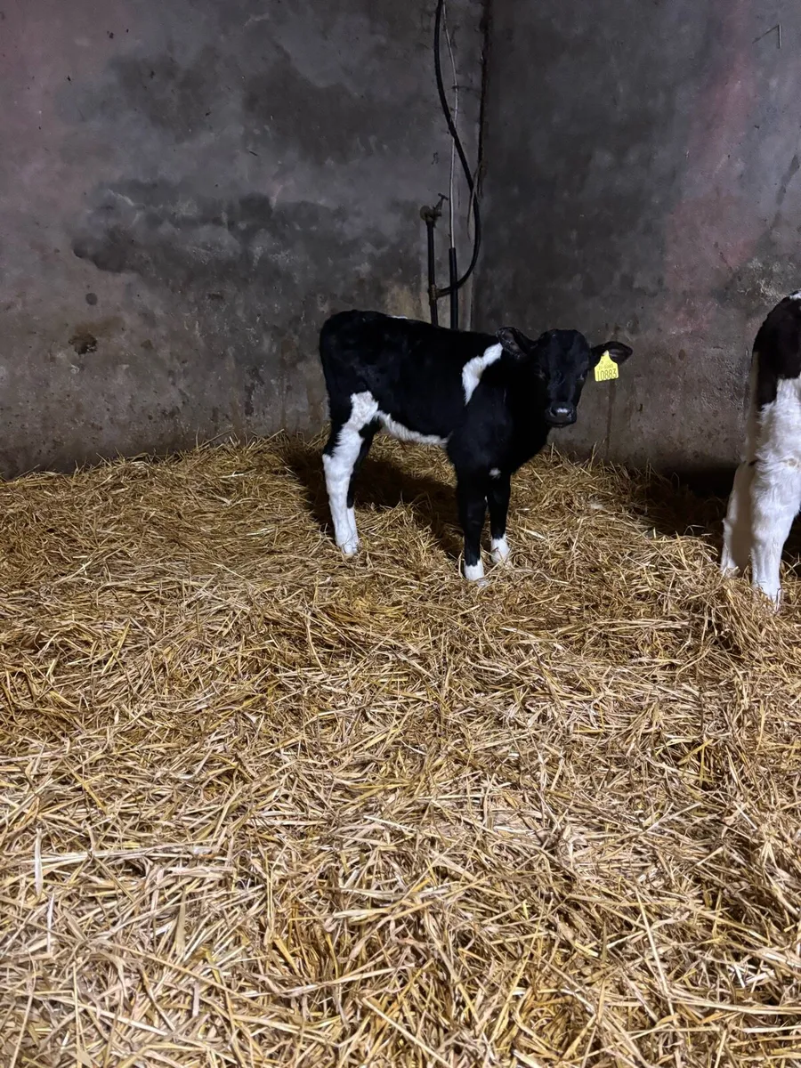 Simmental bull calf and fr bull calf - Image 4