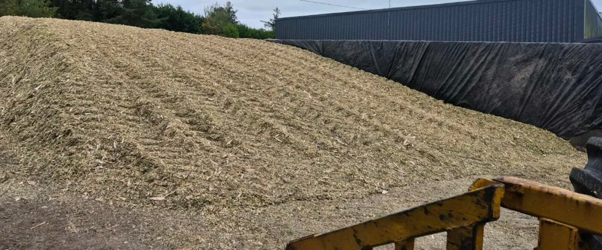 Maize for sale - Image 1