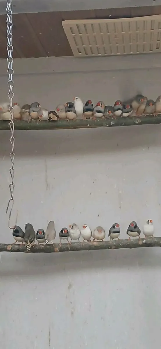 Zebra finches - Image 2