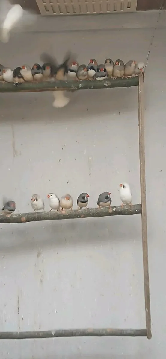 Zebra finches - Image 3