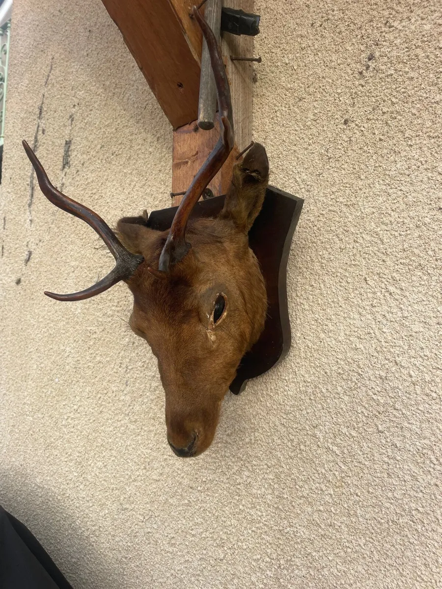 Roe Deer head - Image 1