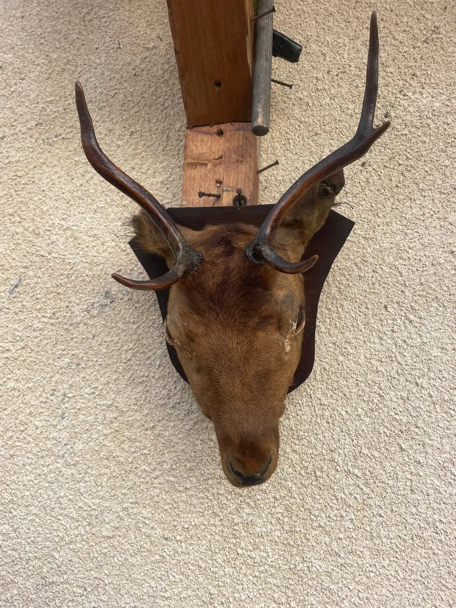 Roe Deer head - Image 2