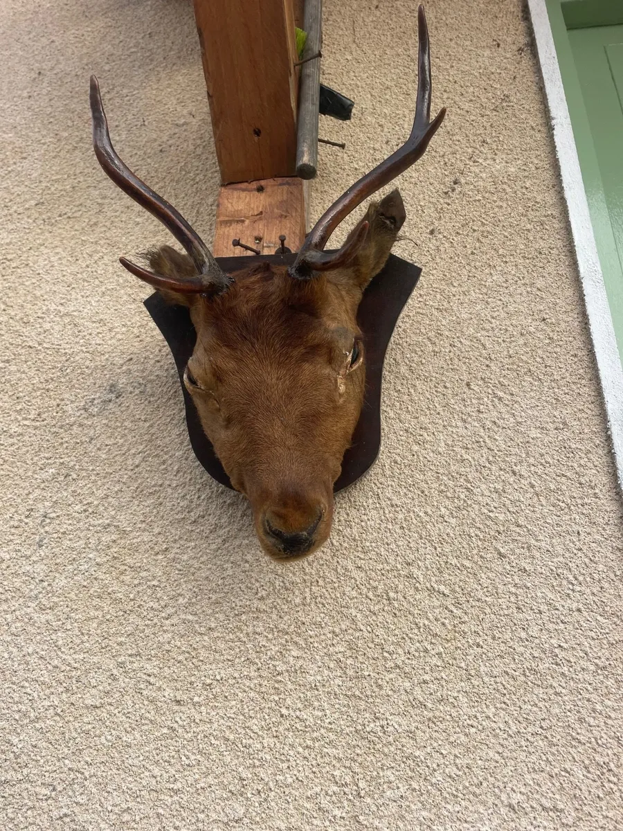 Roe Deer head - Image 3
