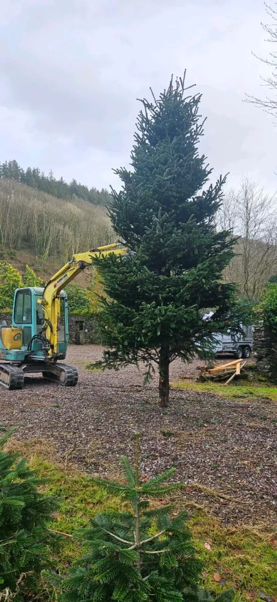 Large Chistmas Tree - Image 1