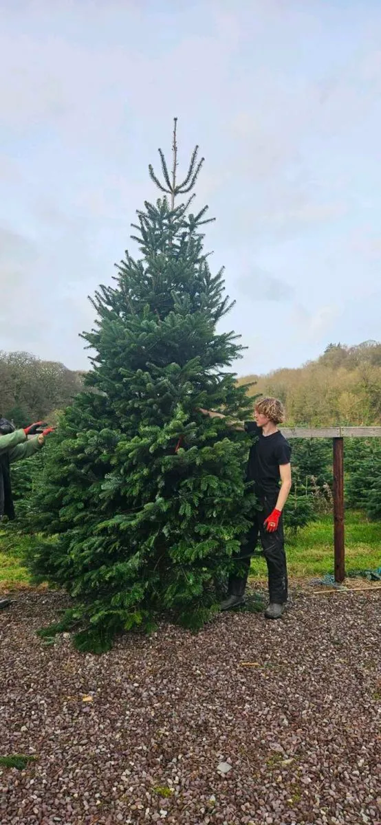 Large Chistmas Tree - Image 2