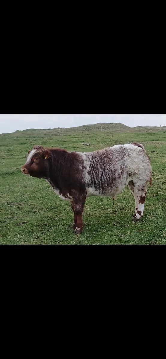 Weanling bulls - Image 1