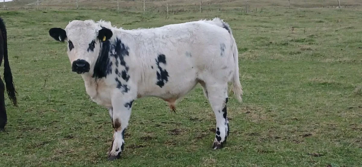 Weanling bulls - Image 2