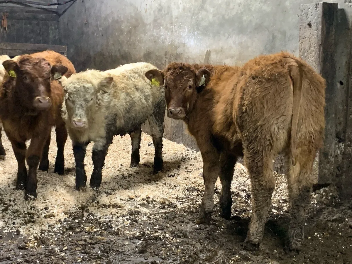 4 u grade heifers - Image 1