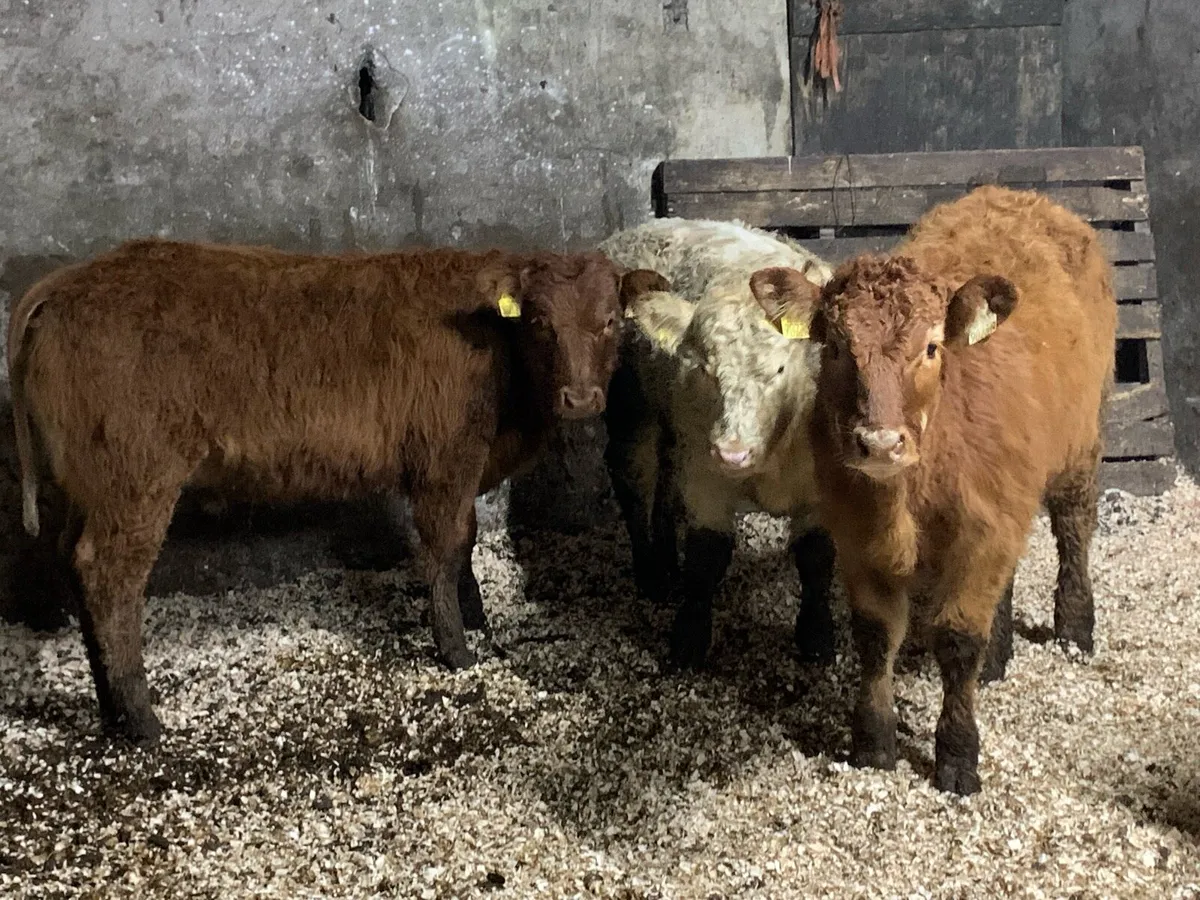 4 u grade heifers - Image 2