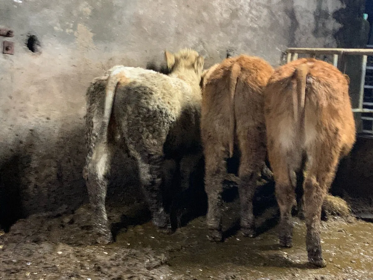 4 u grade heifers - Image 3