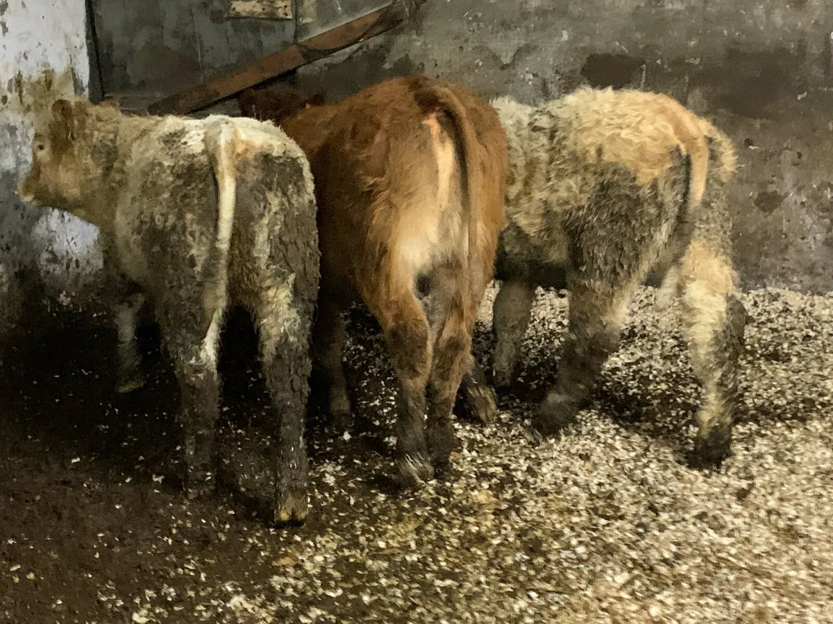 4 u grade heifers - Image 4