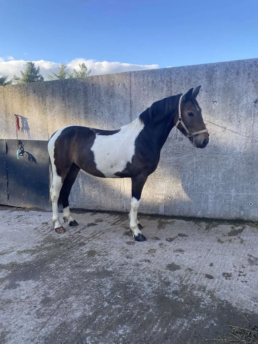 Tayto looking for new home 🏡 - Image 1