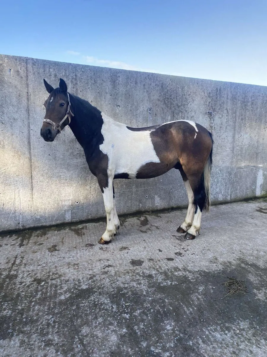 Tayto looking for new home 🏡 - Image 2