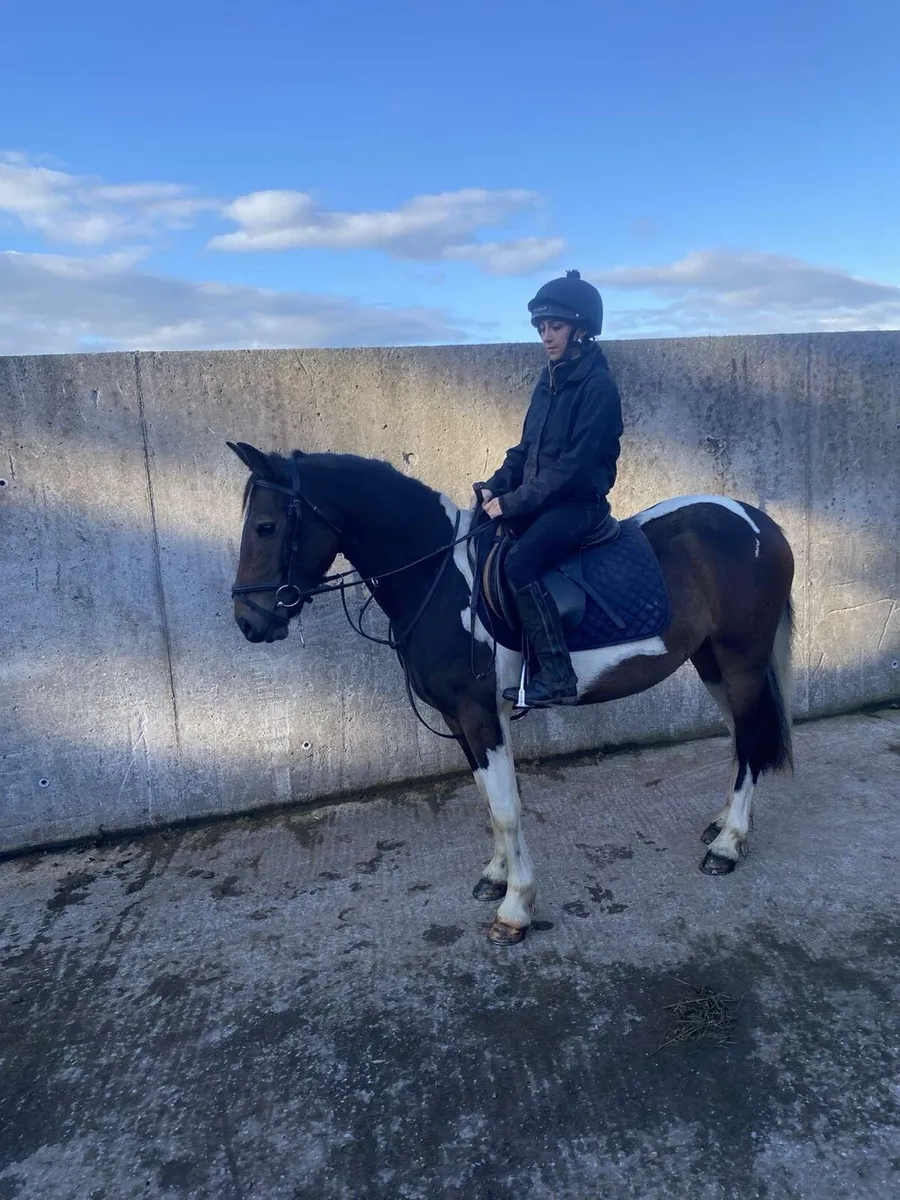 Tayto looking for new home 🏡 - Image 3