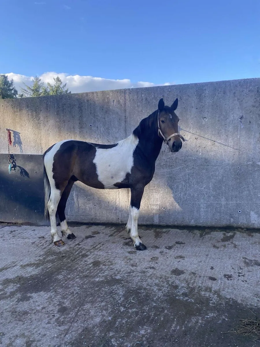 Tayto looking for new home 🏡 - Image 4