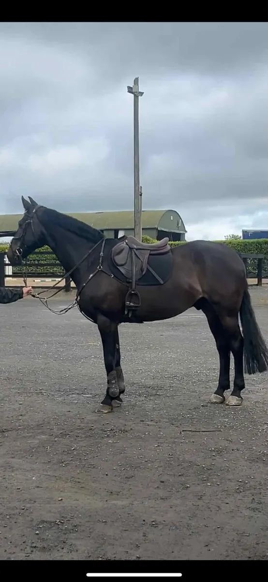 Lovely gelding - Image 1