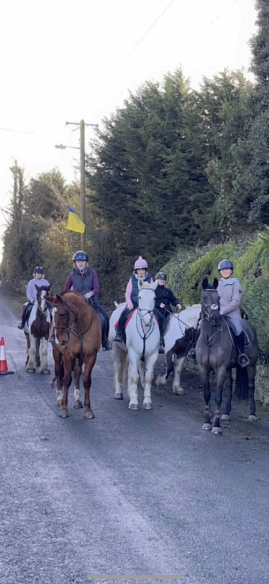 Lovely gelding - Image 2