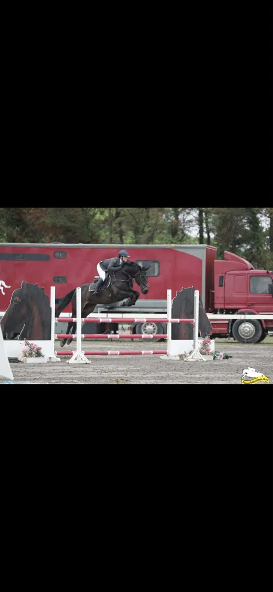 Lovely gelding - Image 3