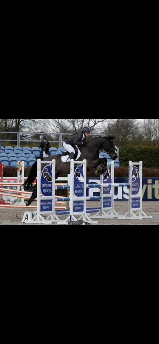 Lovely gelding - Image 4