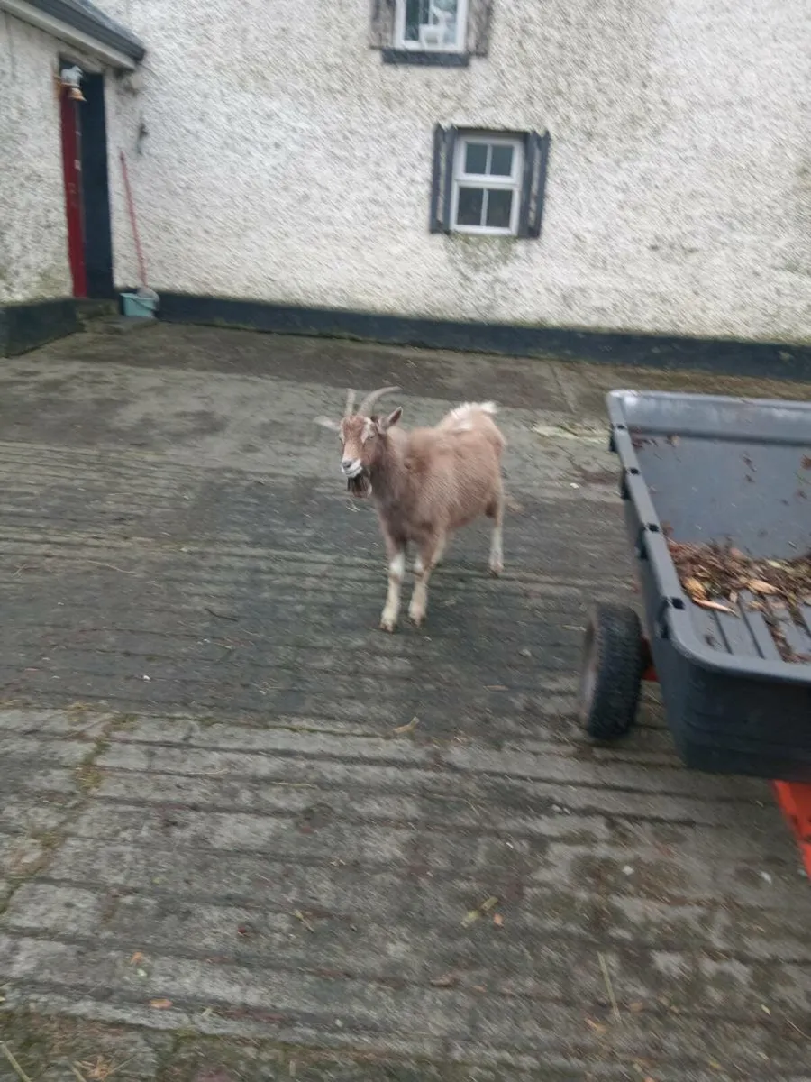 PygmyGoats - Image 4