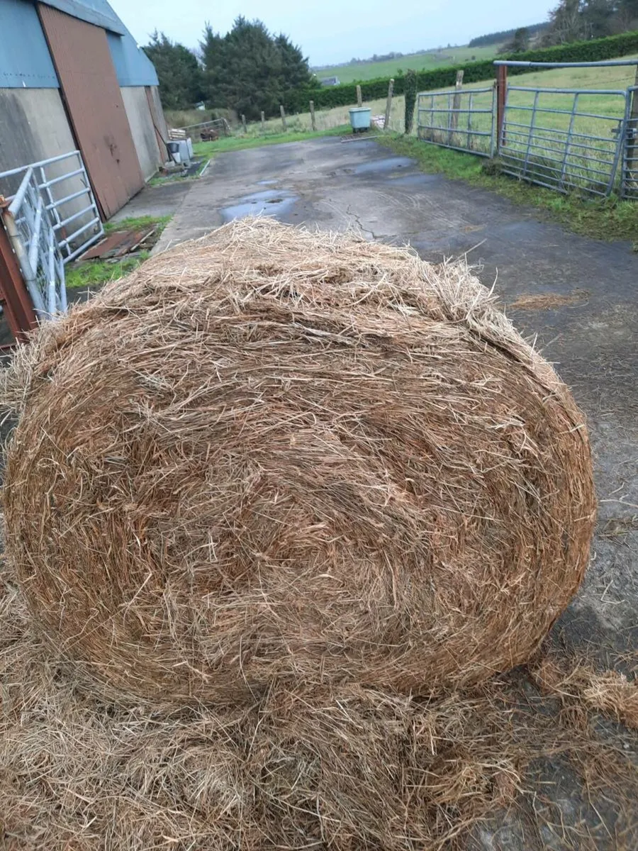 Silage bales 20 euro a bale - Image 1