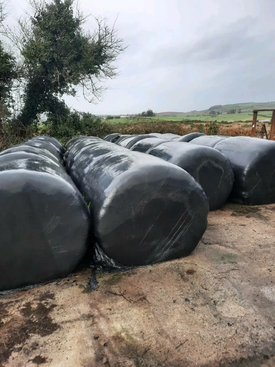 Silage bales 20 euro a bale - Image 2