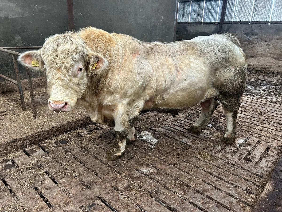 Cf52 Charolais bull - Image 1