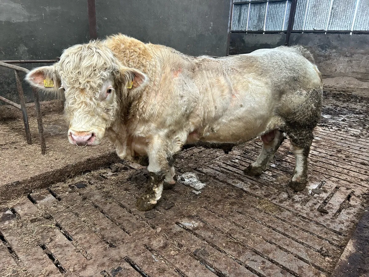 Cf52 Charolais bull - Image 2