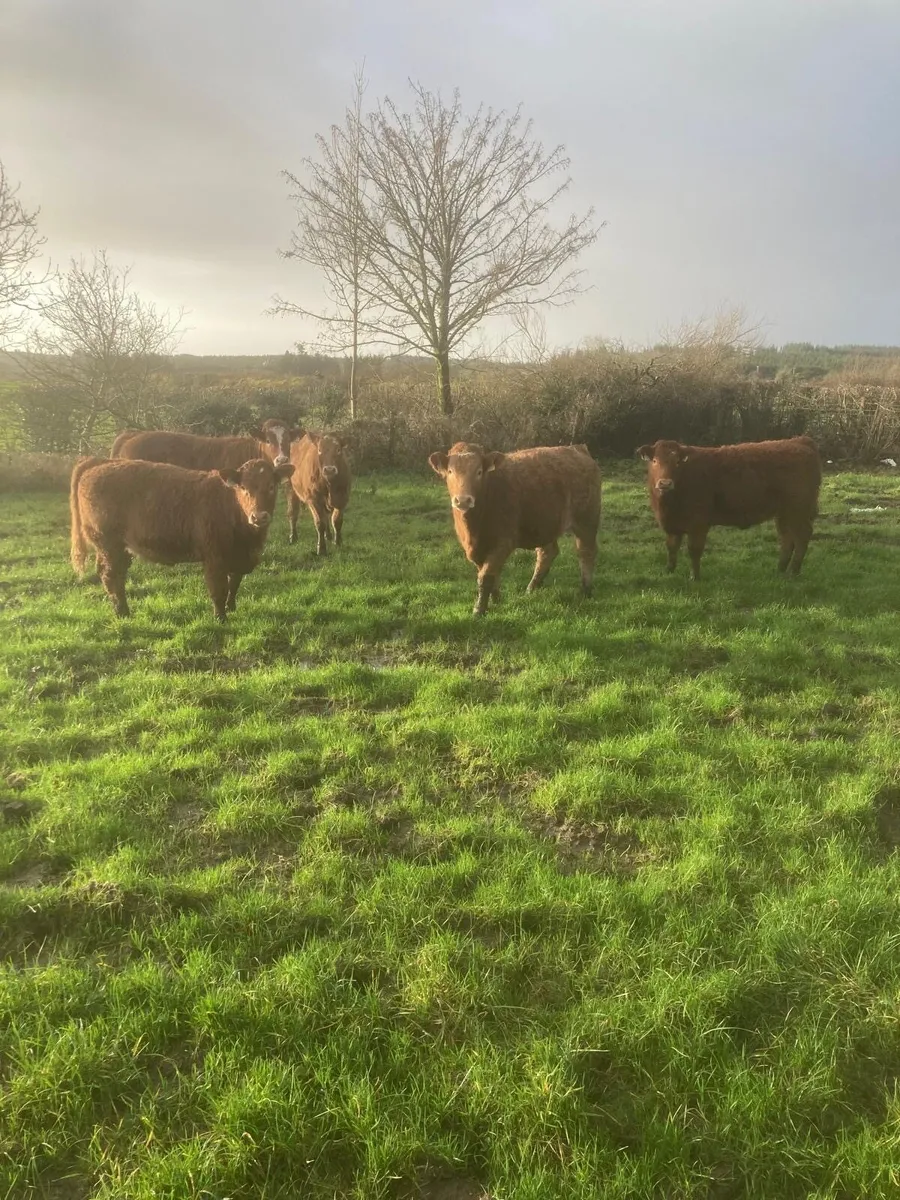 5 Limousine Weanling Heifers - Image 1