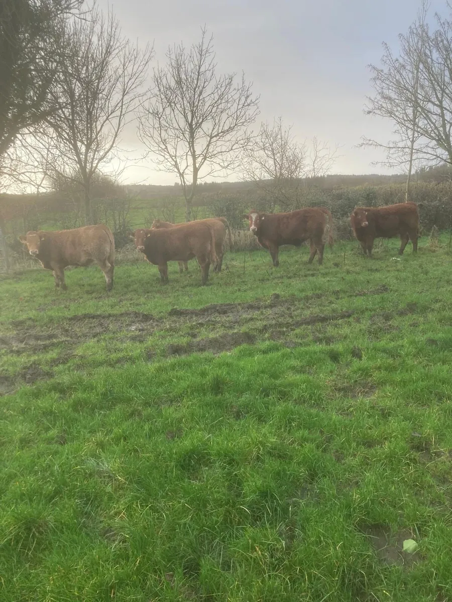 5 Limousine Weanling Heifers - Image 2