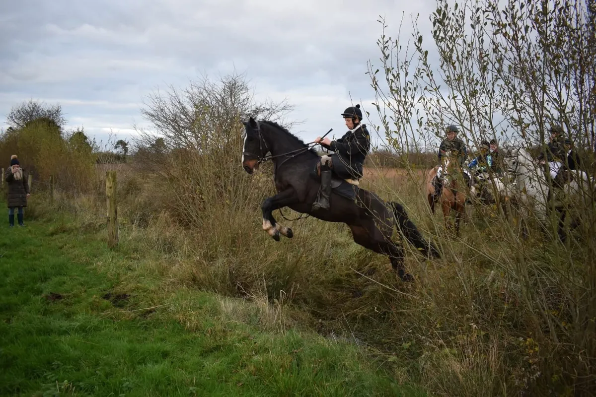 15hh rising 5yo ISH gelding eventer/hunter - Image 2