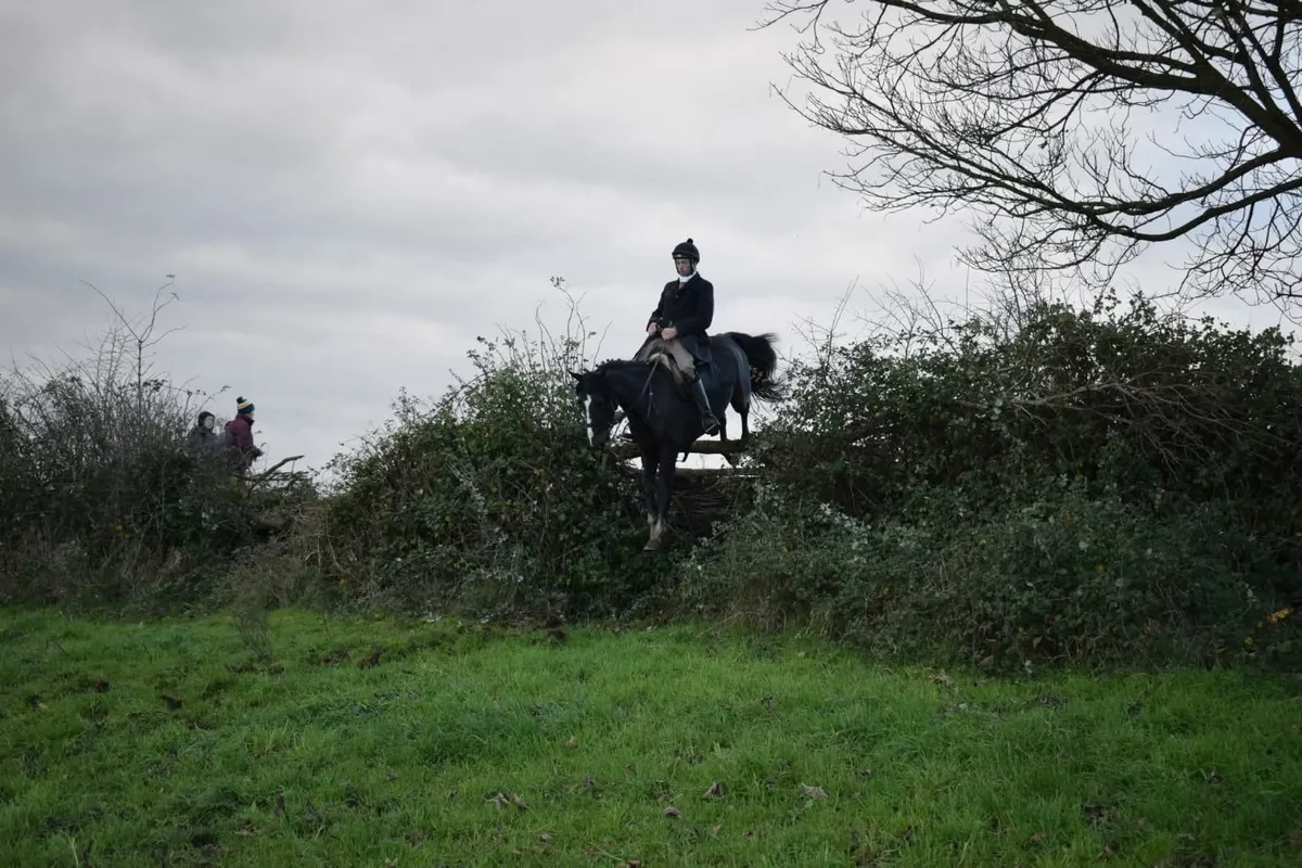 15hh rising 5yo ISH gelding eventer/hunter - Image 3