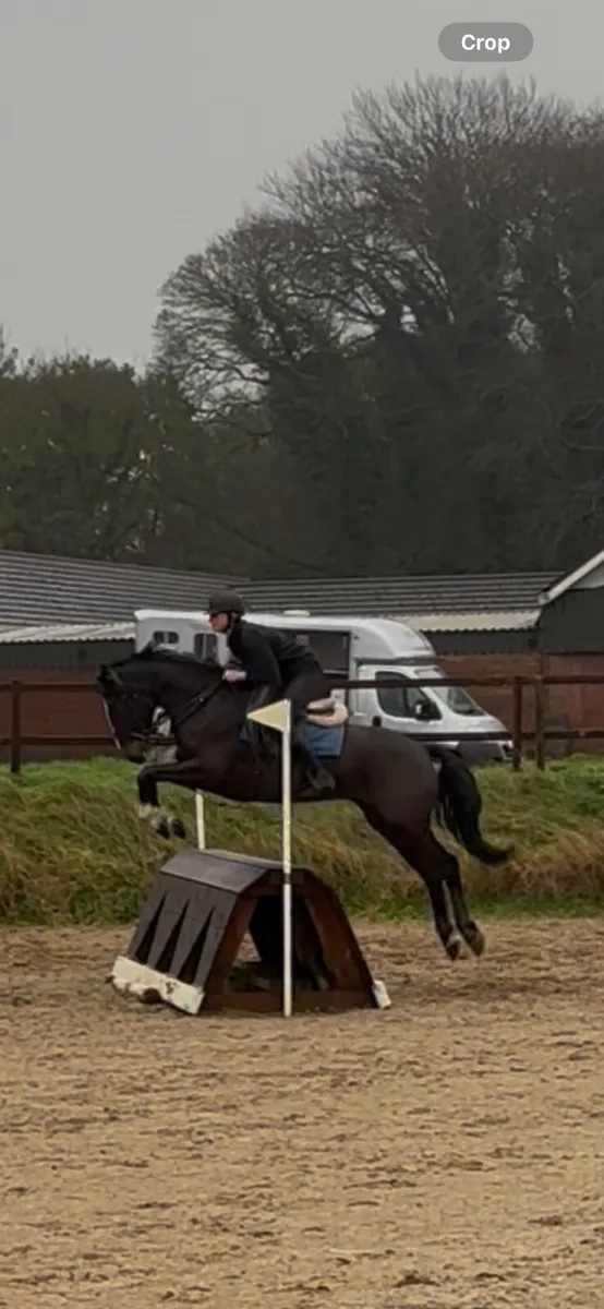 15hh rising 5yo ISH gelding eventer/hunter - Image 1