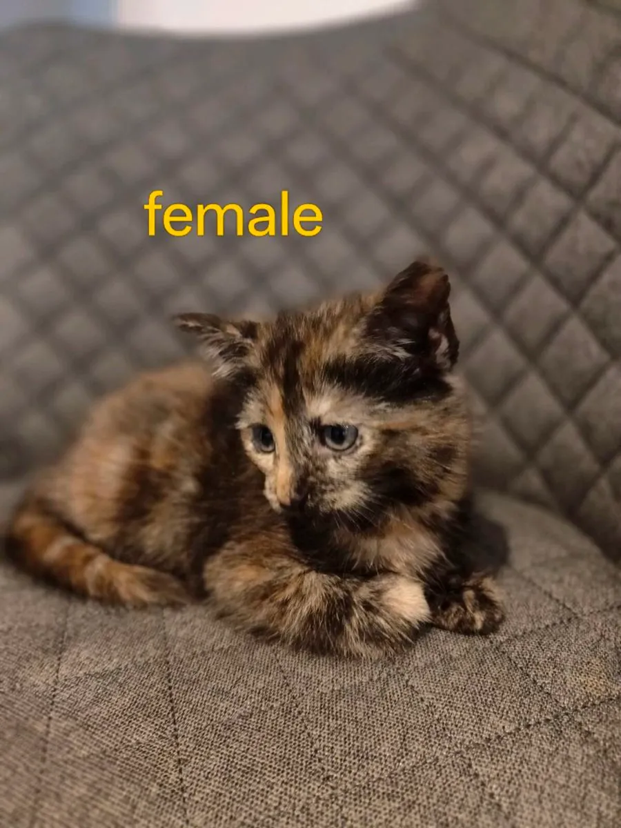 Kittens - Image 3