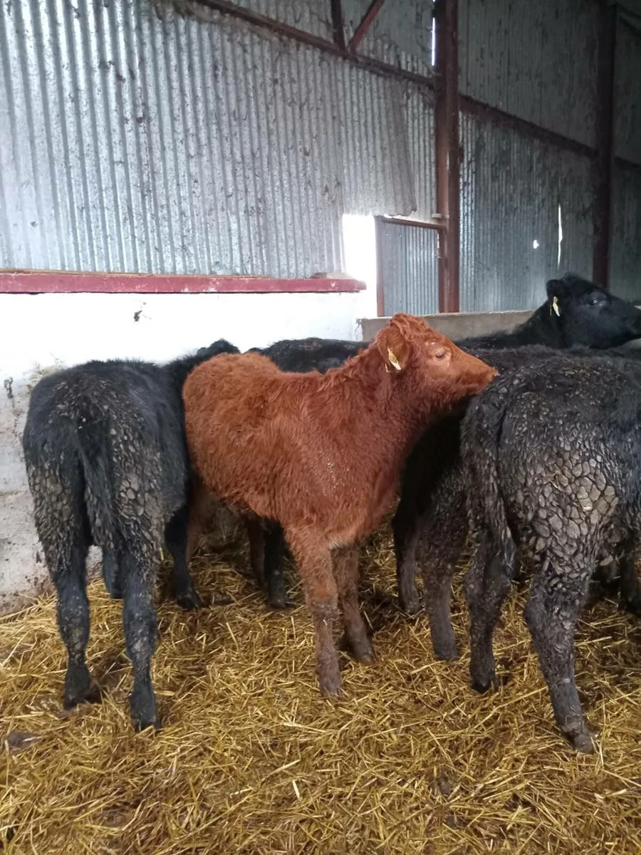5 smashing 250kg continental heifer weanlings - Image 2