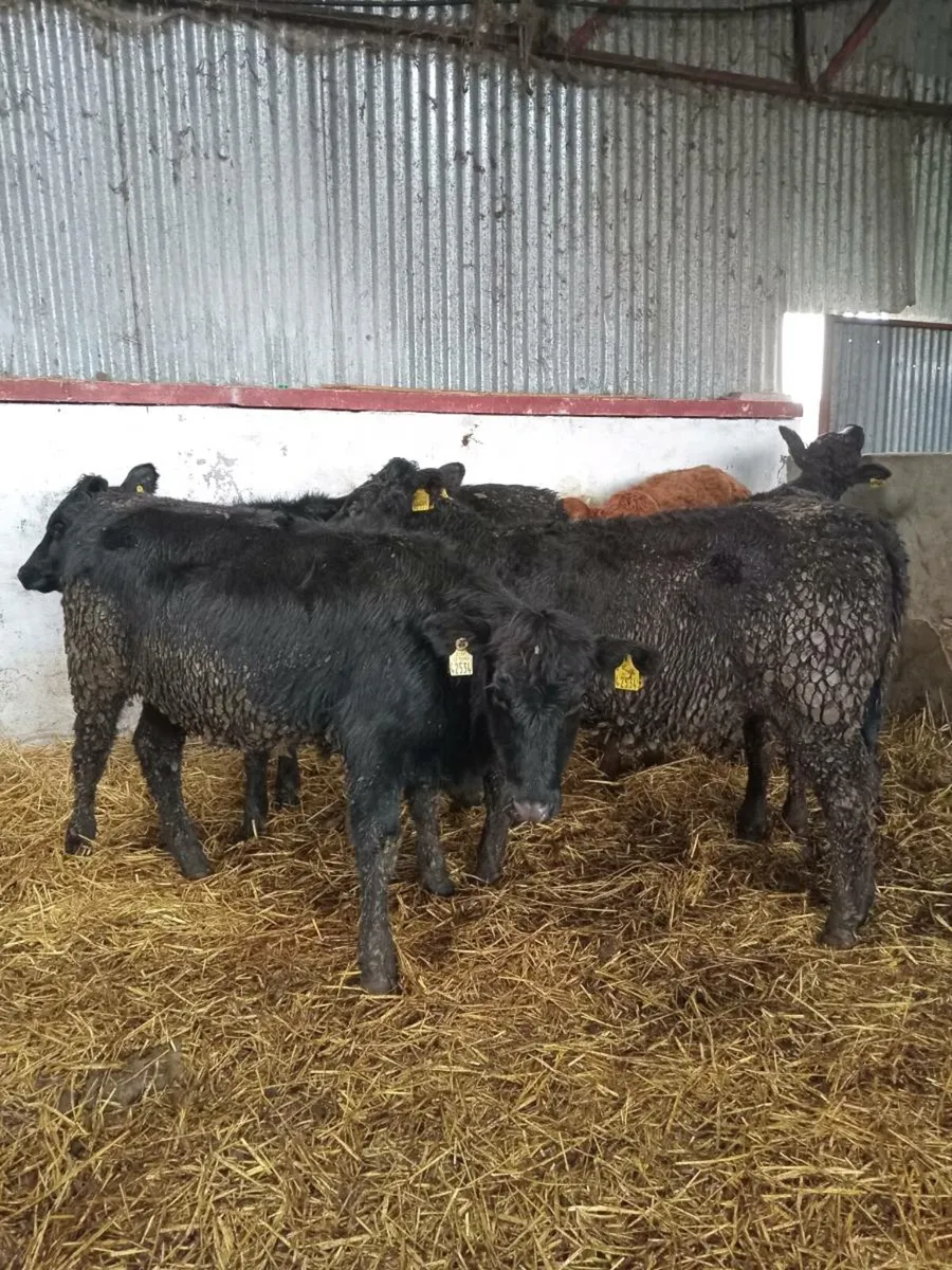 5 smashing 250kg continental heifer weanlings - Image 3
