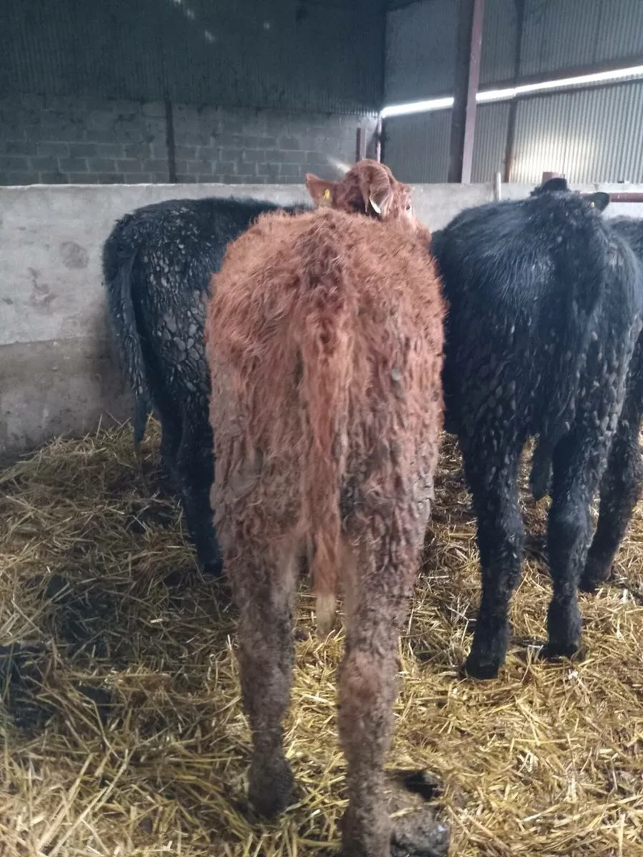 5 smashing 250kg continental heifer weanlings - Image 4