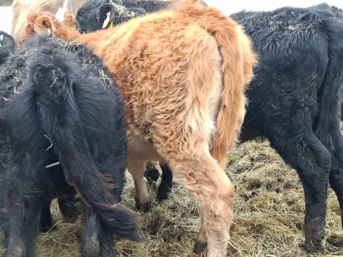 Limousine and Saler Heifers - Image 2