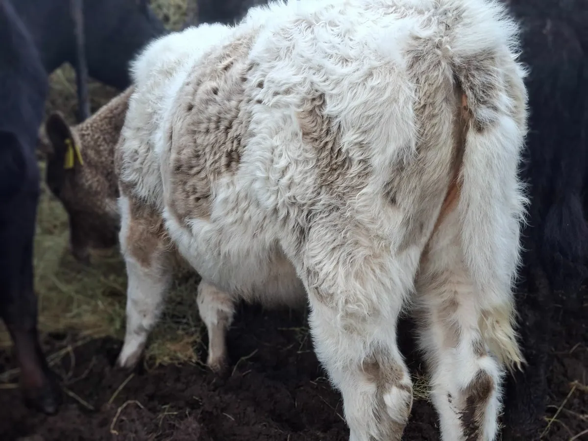 Limousine and Saler Heifers - Image 3