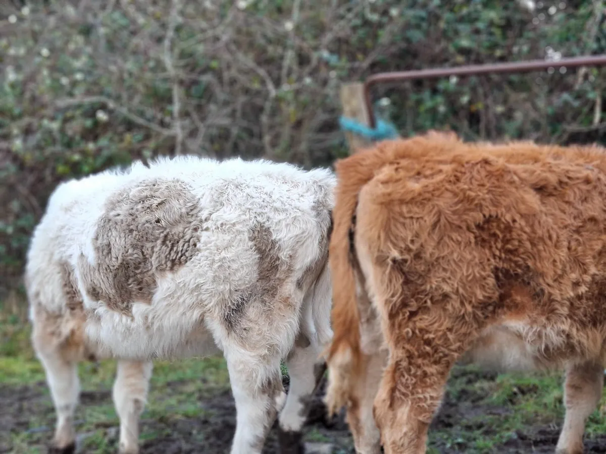 Limousine and Saler Heifers - Image 4