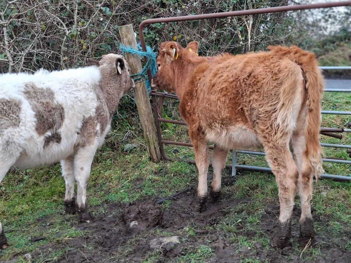 Limousine and Saler Heifers - Image 1